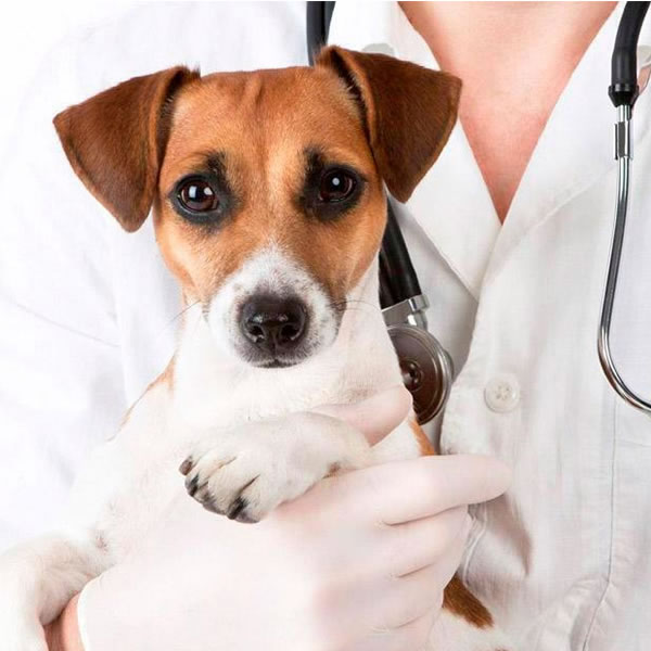 Veterinario Solidario Seguro para mascotas